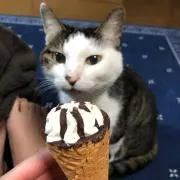 chachaの画像