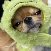 チャコちゃんの画像