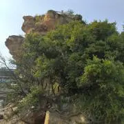 こまこまーこの画像