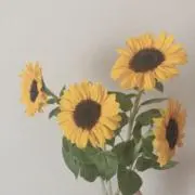 るんの画像