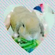 srqの画像