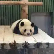 夏みかんの画像