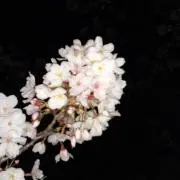 クロトモ