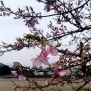 tarakoの画像