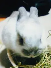 ポン太