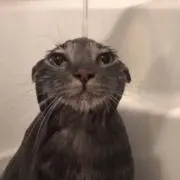 ねこ