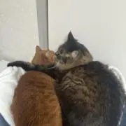 キラキラからすの画像