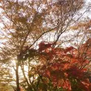 kono