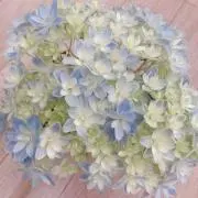 みぃの画像