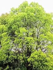 ニワトリ(即日翌日発送)の画像