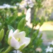 ましゅ