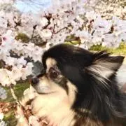 あゆにぃ