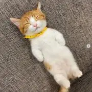 Yの画像