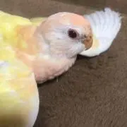 ひとみんの画像