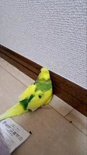 どるみんの画像