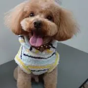 ピノ