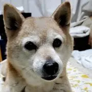ごんみの画像
