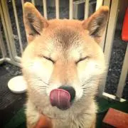 あゆたんの画像