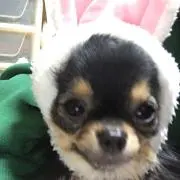 アニカ