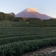 花凛の画像