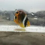 あきらの画像