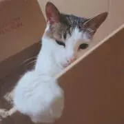 みぃちゃん
