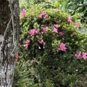 りぶーとの画像