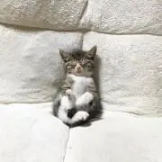 アホの太郎