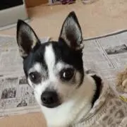 バディの画像