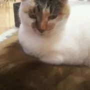 ニコの画像