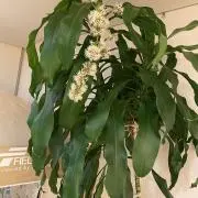 おったんげーの画像