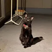 うめた