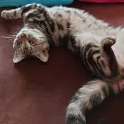 うっきぃの画像