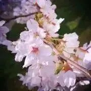 すぴーの画像