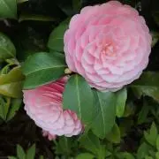 クヌート