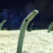 おさの画像