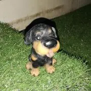 ワンワン