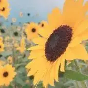 疲コン(プロフ一読お願いします。)の画像