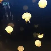 きりん✨プロフ必読！の画像