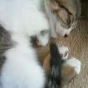 かねこっちの画像
