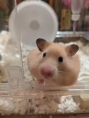 し〜さまの画像