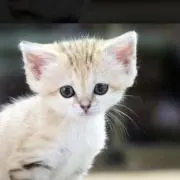 スナネコの画像