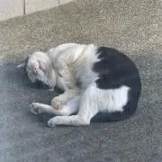 cocoaの画像
