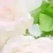 はな：プロフ参照：同梱はまとめ依頼への画像