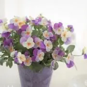 Belleの画像