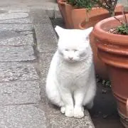 つばさん