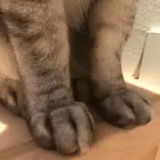 まっちゃ