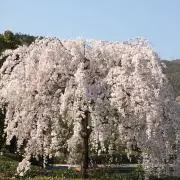 ピタ