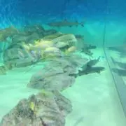 ネコに小判の画像
