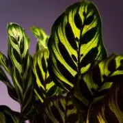 瓢箪屋byくりきんとんの画像